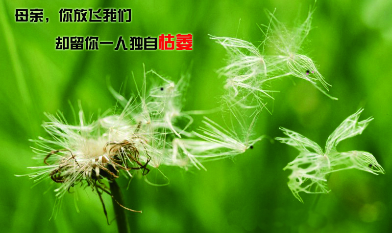 《放飞，母爱》+CMYK.jpg