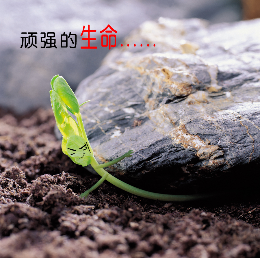 顽强的生命力RGB.jpg